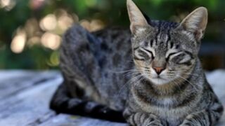 Cute cats