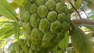 Original video Fruit