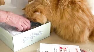 Beautiful Gifts for Cats on febspot