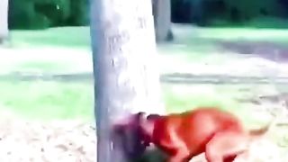 amazing Crazy . funny Cats & Dogs