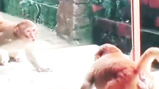 Shocking Monkey When See in Mirror ???? #shortsviral #ytshorts #monkey #shorts #entertainment