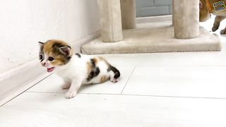 Daddy cat meets kitten Coco