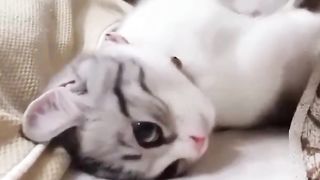 Смешные и забавные животные
