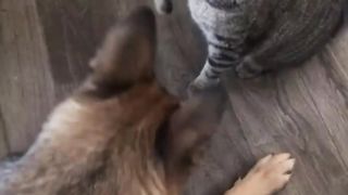 Funny _Cat_and_dog_fights