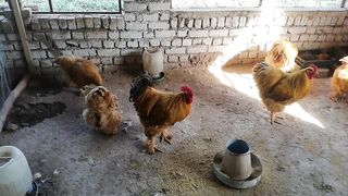 Goleden Heavy Buff Quality breed
