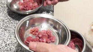 Food is ready for cats on febspot