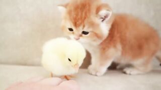 Kittens walk with a tiny chicken