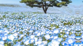 Beautifull quarn voice
