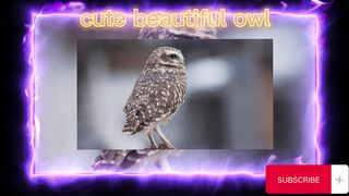 cute beautiful owl