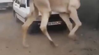 Don't ignore the power of camel ????????