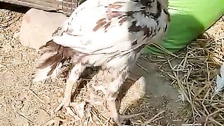 aseel chick