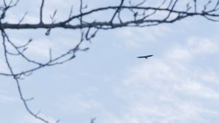 Flying Bald Eagle