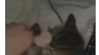 Funny cat videos