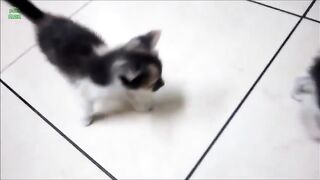 Funny cute Cats/8