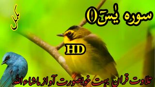 Beautiful Quran tilawat