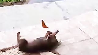 puppy playing with a butterfly