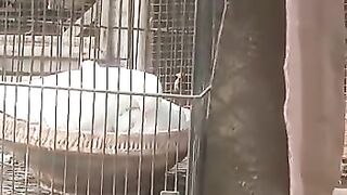 White Dove Farming