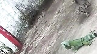 Cute Animal
