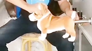 Funny Video
