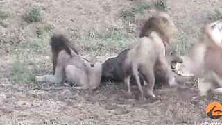 When sibling start fighting over foods