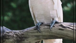 #manirelaxation #bird #nature