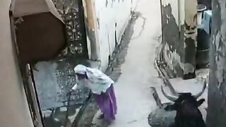 Bull Attack on Old Lady