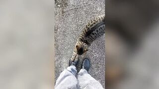 Смешные кошки и собаки