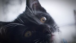 Adorable funny cat video 2023