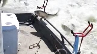 Amazing Fish