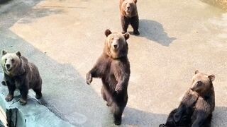 Funny Bear Dance