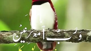 Surah Rehman