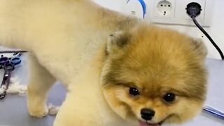 Funny Dog Action