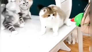 Funny Cats