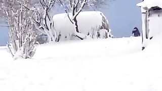 Snow fall Snow fall #kashmir view #kashmir valley #beauty of Kashmir