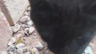 Cute cat????