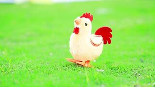 cock rooster