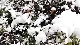 Beautiful scenes of snowfall at my village kotlisatiyan