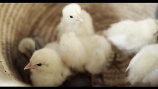 chicks 3=2023#febspot