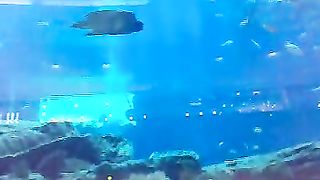 Aquarium in Dubai Mall 14-01-2011.