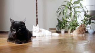 Cat animal video | funny cat video