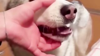 Funny Video 025
