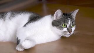 Cute Cat video 2023