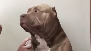 Ai gente que fofo
