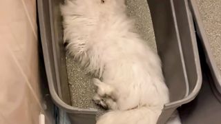 Persian Cat want to play in litter