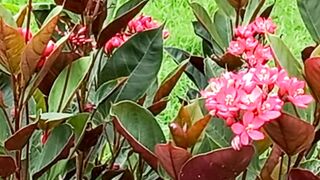 Calm Nature | Most Peaceful View | #nature | #short