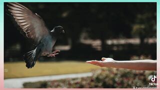 Love Nature Animals Birds ???? birds ????????????