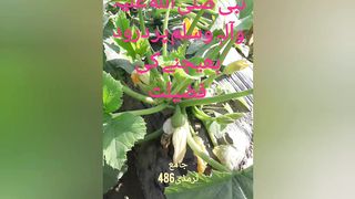 Hadees|Hadees pak|Hadees sharif|Hadees pak in urdu|Hadees sharif in handi|Hadees tru lin