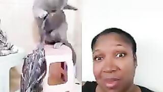 Amazing video Duck fight with cat