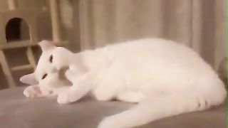Funny cat