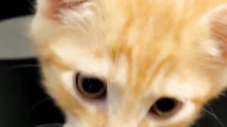 Kitty kitty